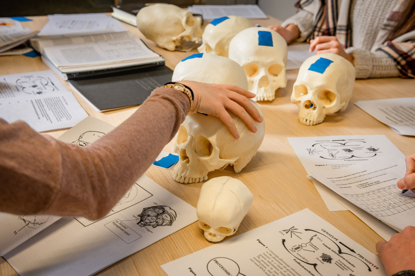 BA Anthropology